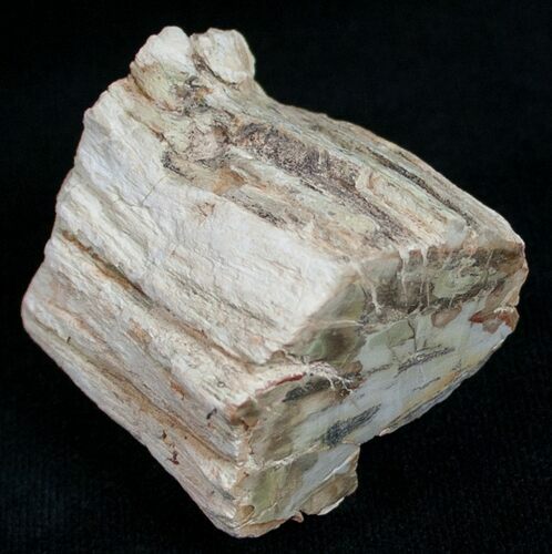 Polished Petrified Wood Limb - Madagascar #6851